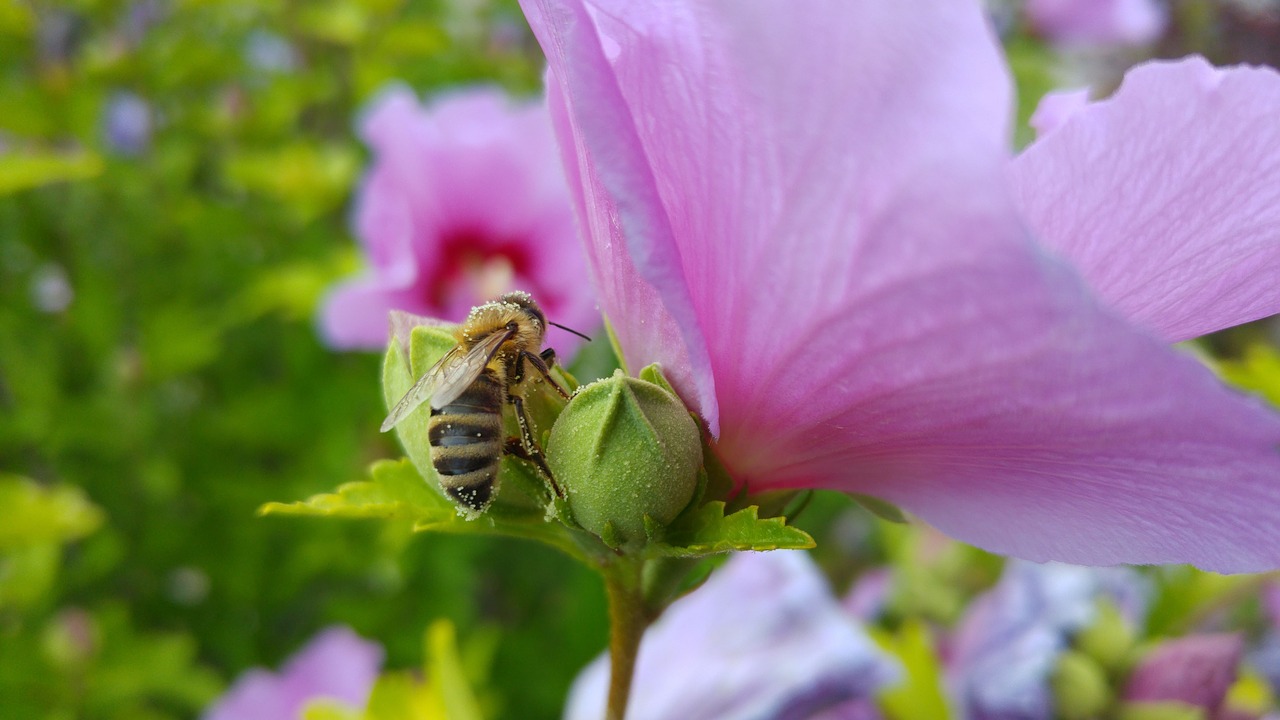 bee pollen hibiscus free photo