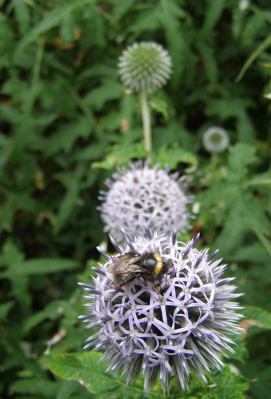 bee allium flower free photo