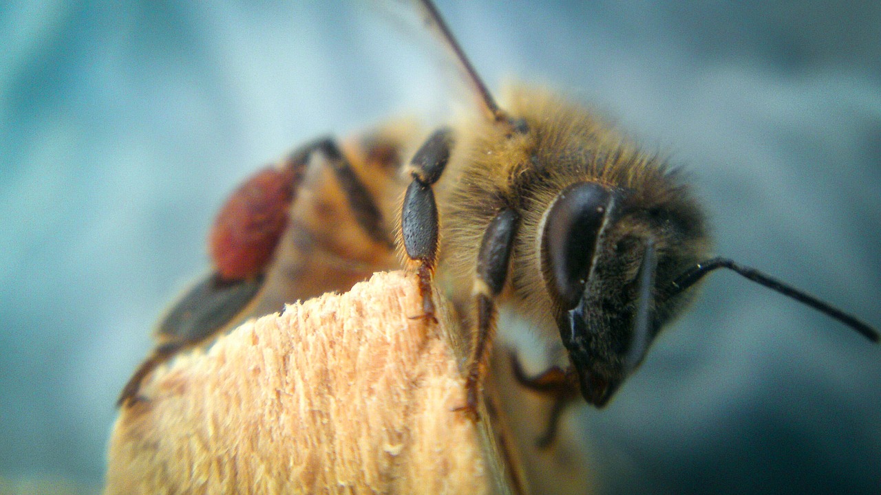 bee animal fly free photo