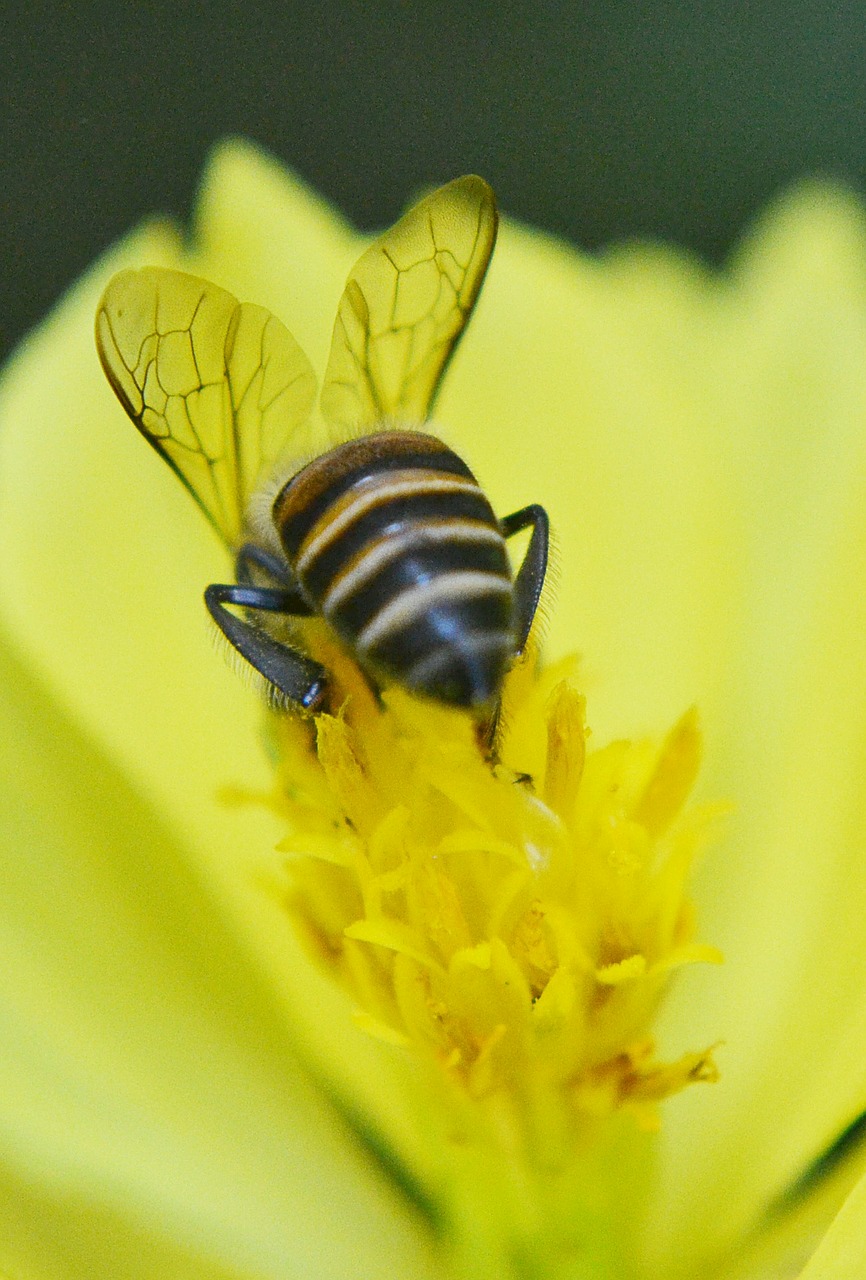 bee anthophila honey free photo