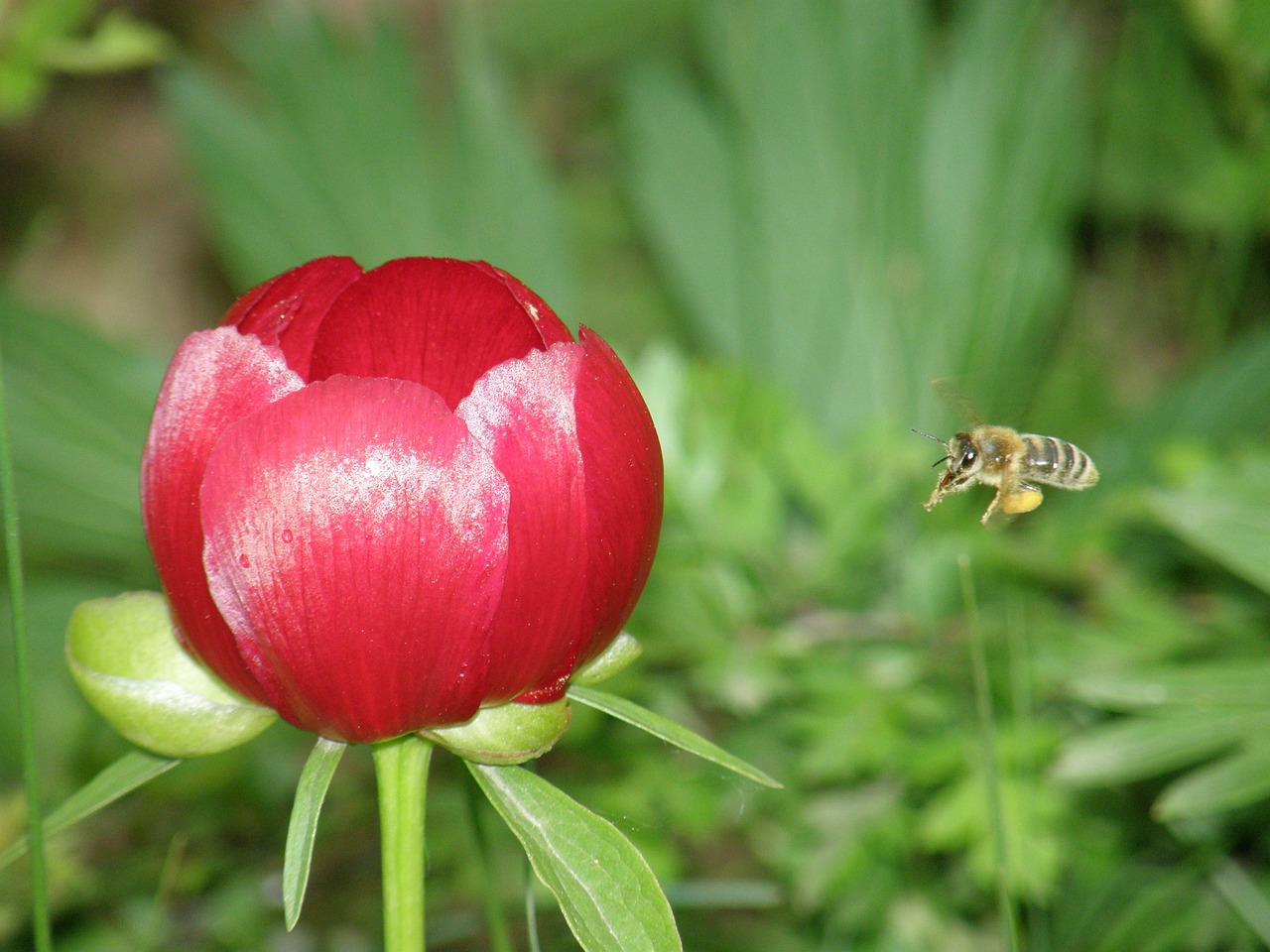 bee flower peony free photo