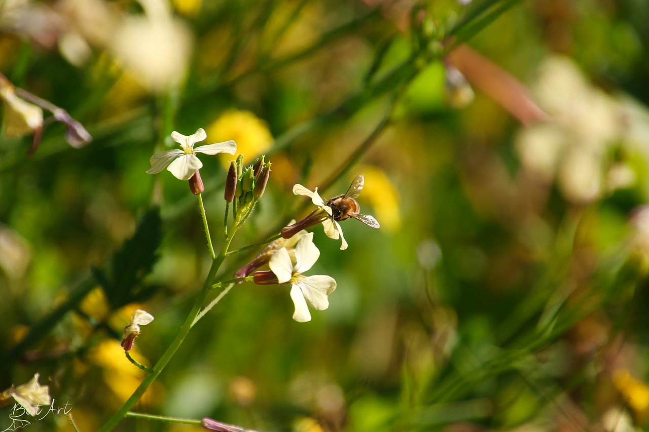 bee flower yellow free photo