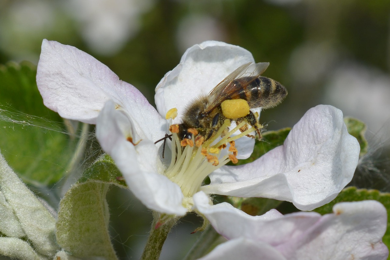 bee pollensaeckchen blossom free photo