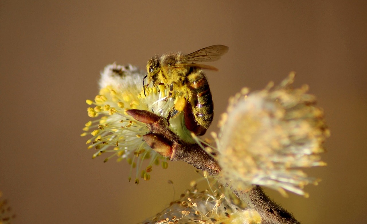 bee macro forage free photo