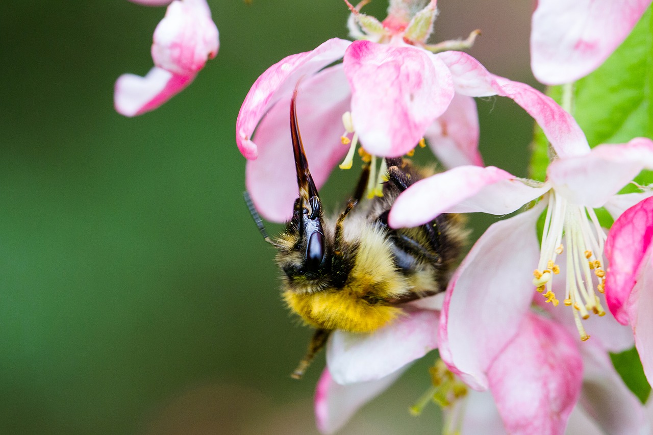 bee feeding nectar free photo