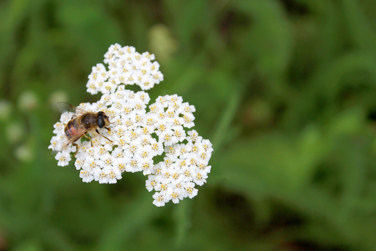 bee flower nature free photo