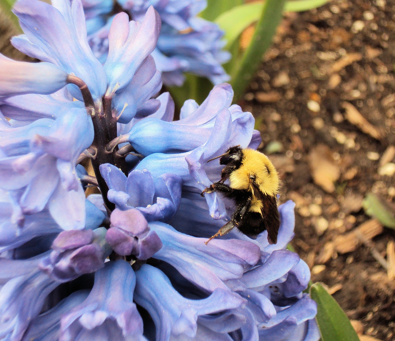 bee pollinate pollen free photo