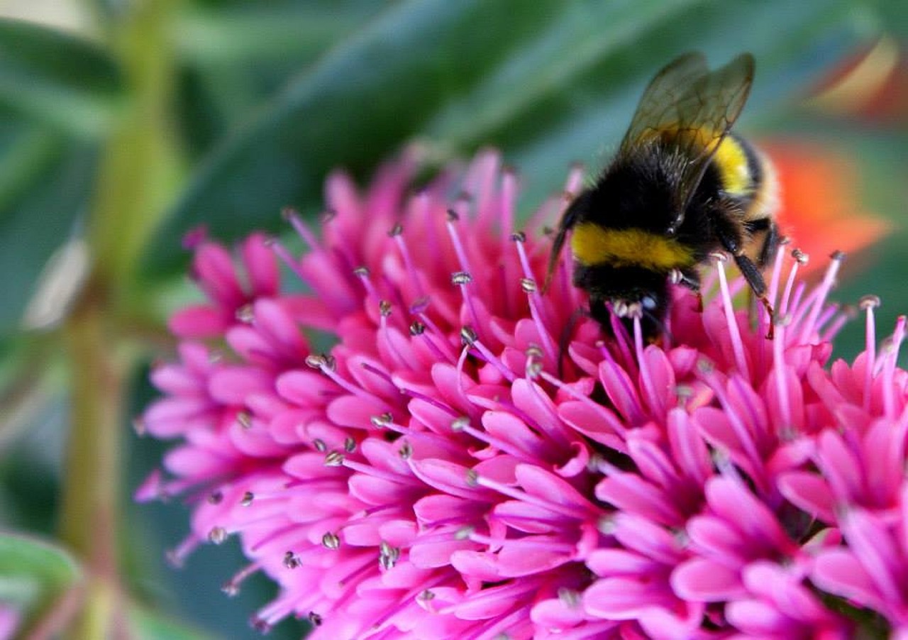 bee flower nature free photo