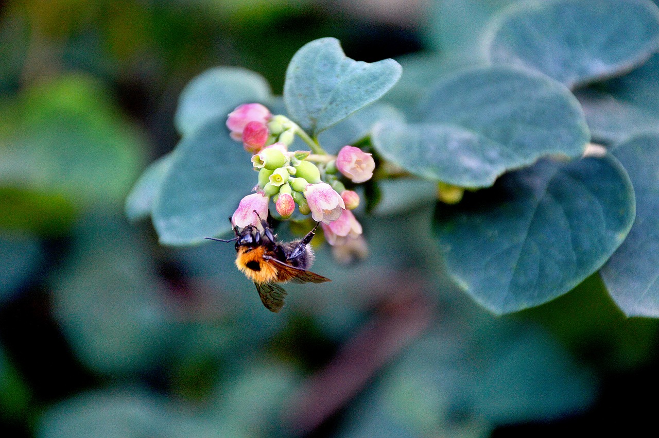 bee greens plant free photo