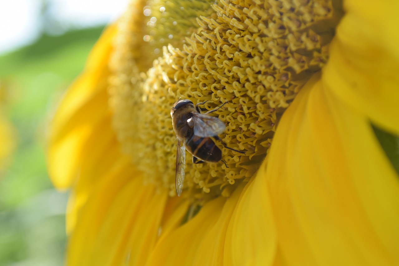 bee sun flower insect free photo