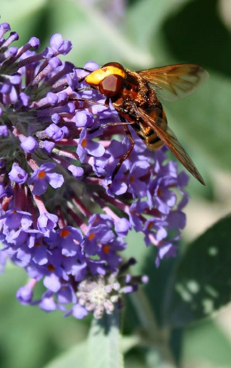 bee flower honeybee free photo