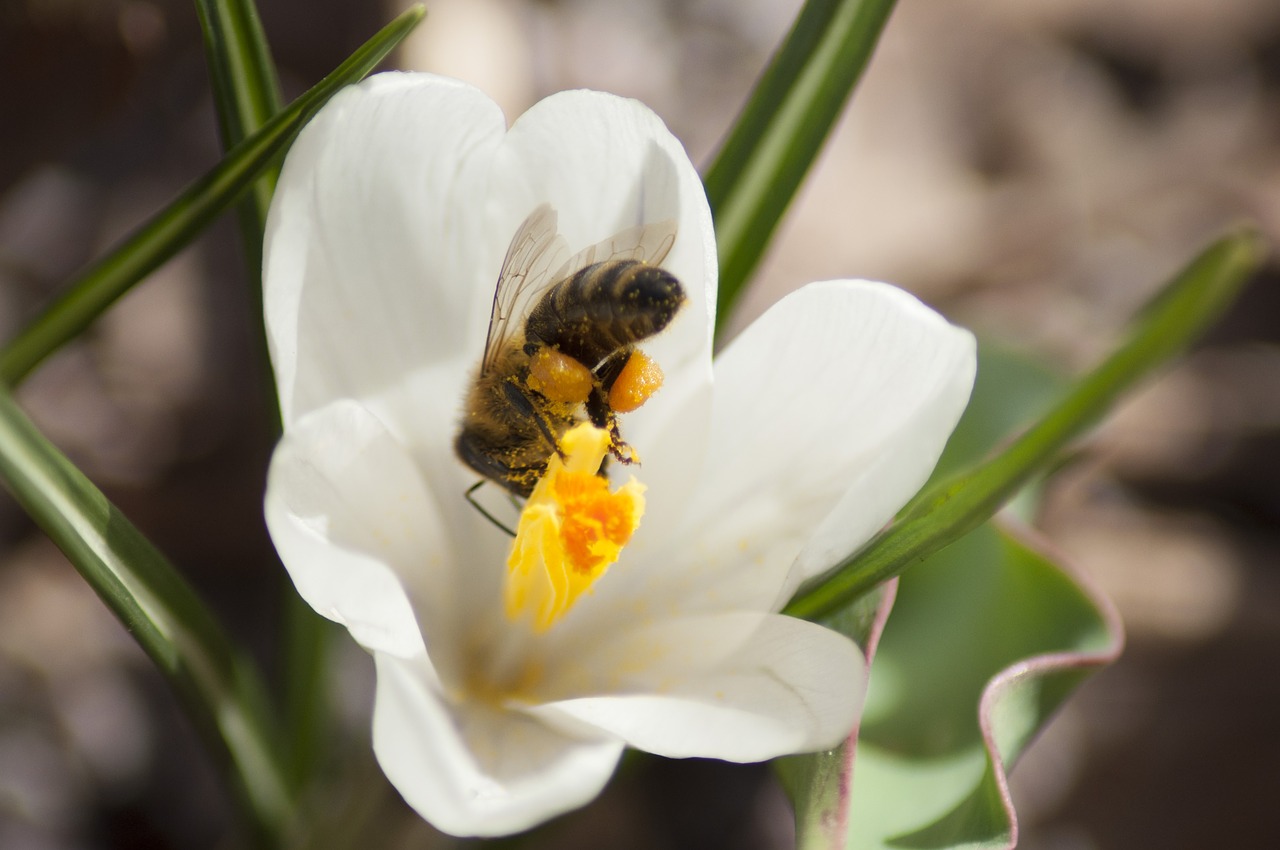 bee crocus flower free photo
