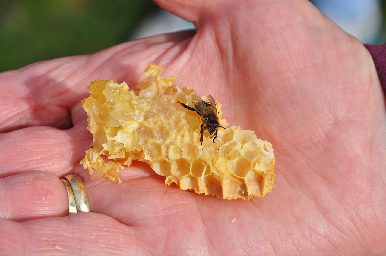 bee honey combs free photo