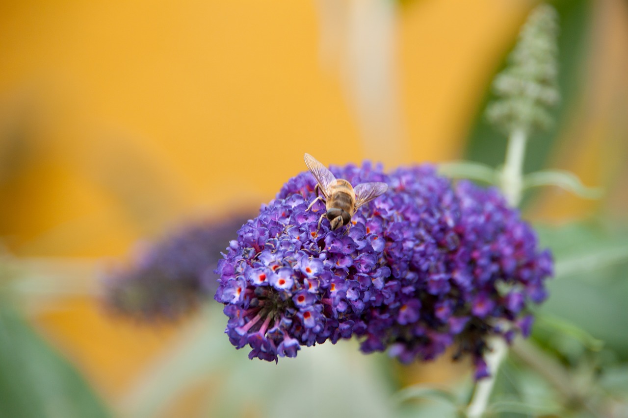 bee garden purple free photo