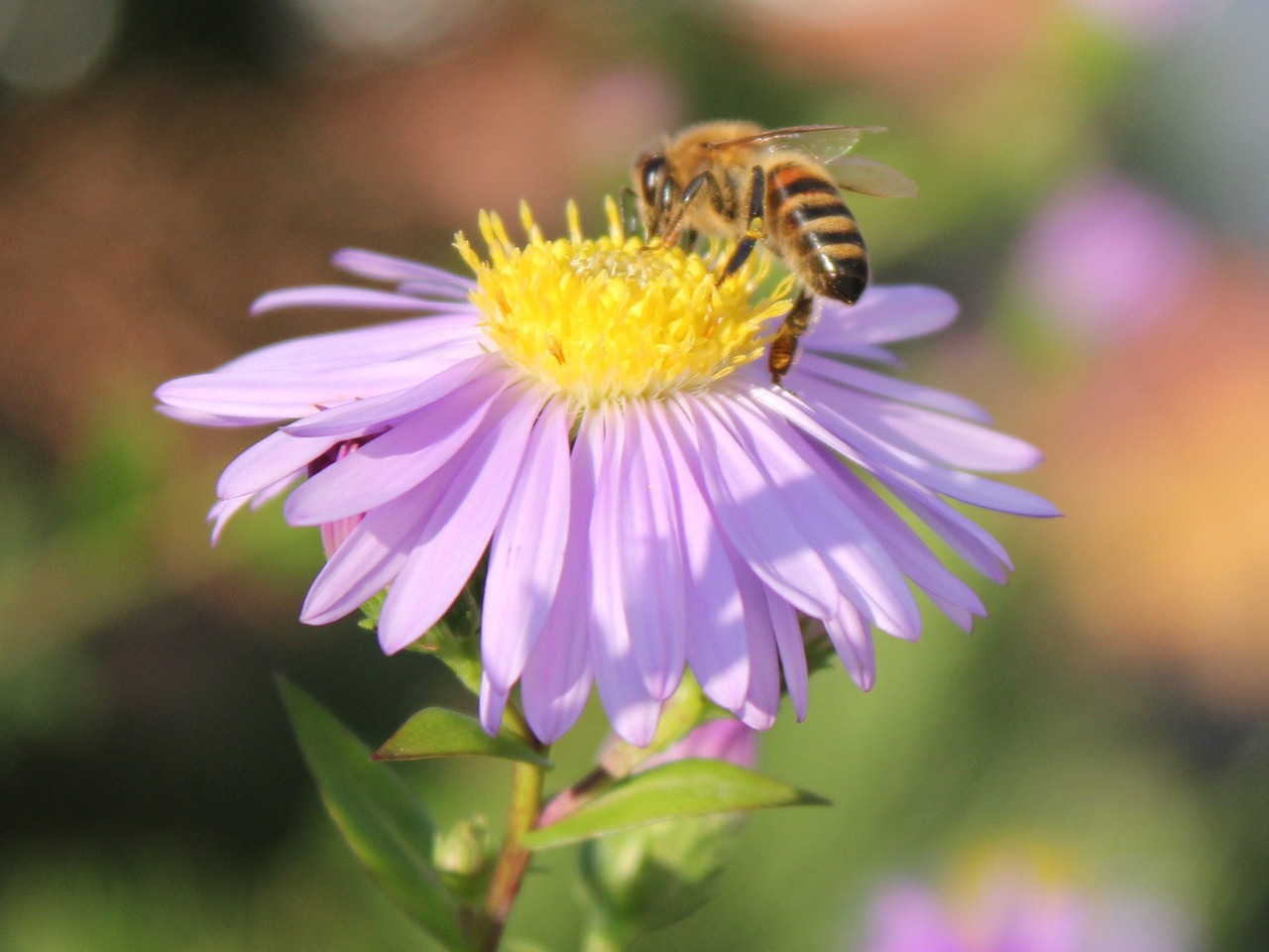 bee flower blossom free photo