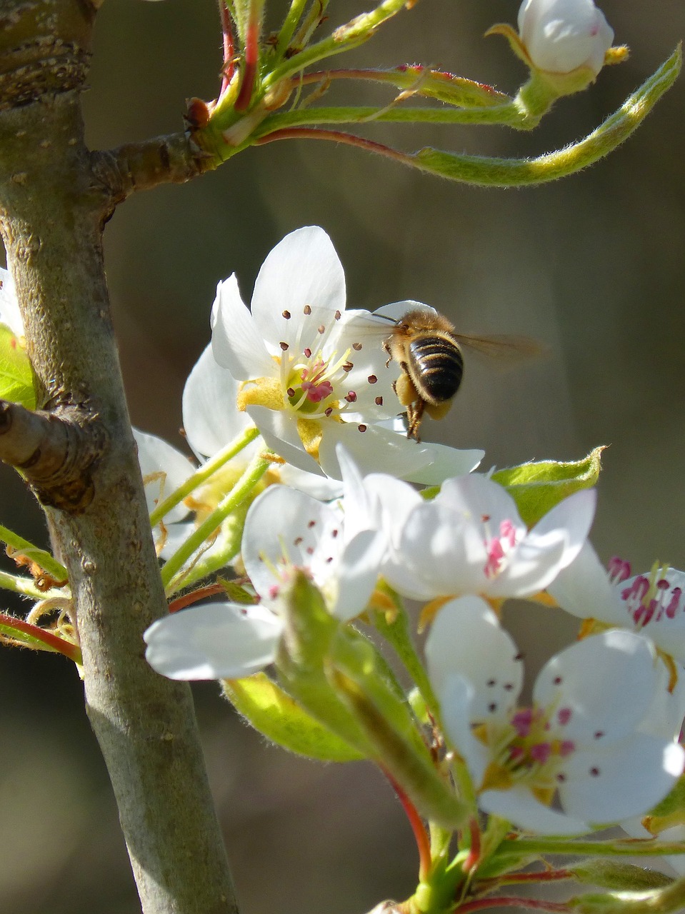 bee libar insect free photo