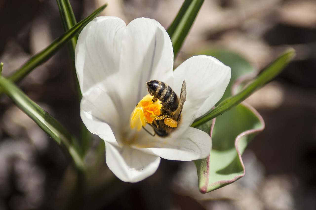 bee flower crocus free photo