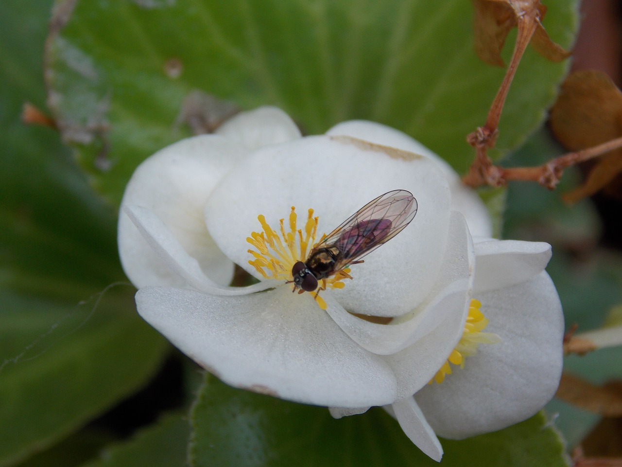 bee blossom bloom free photo