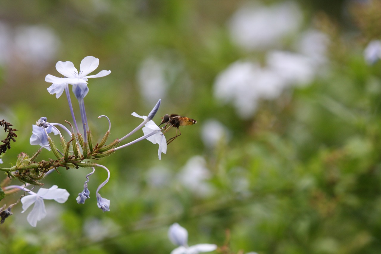 bee honey pollen free photo