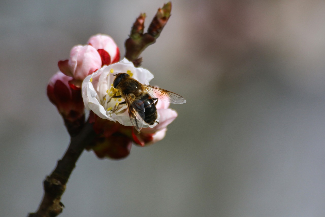bee pollen beekeeping free photo