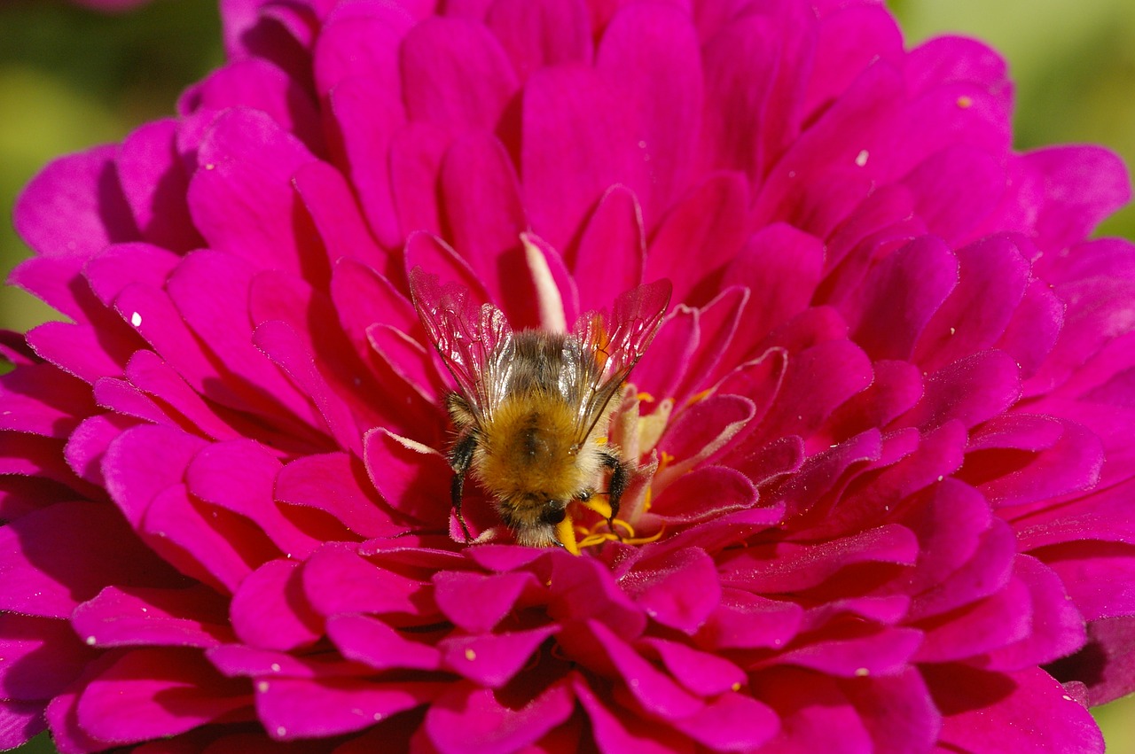 bee blossom bloom free photo