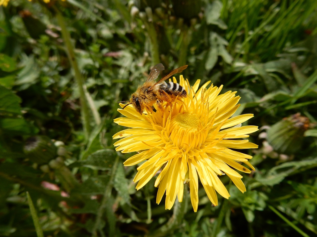 bee flower dandelion free photo