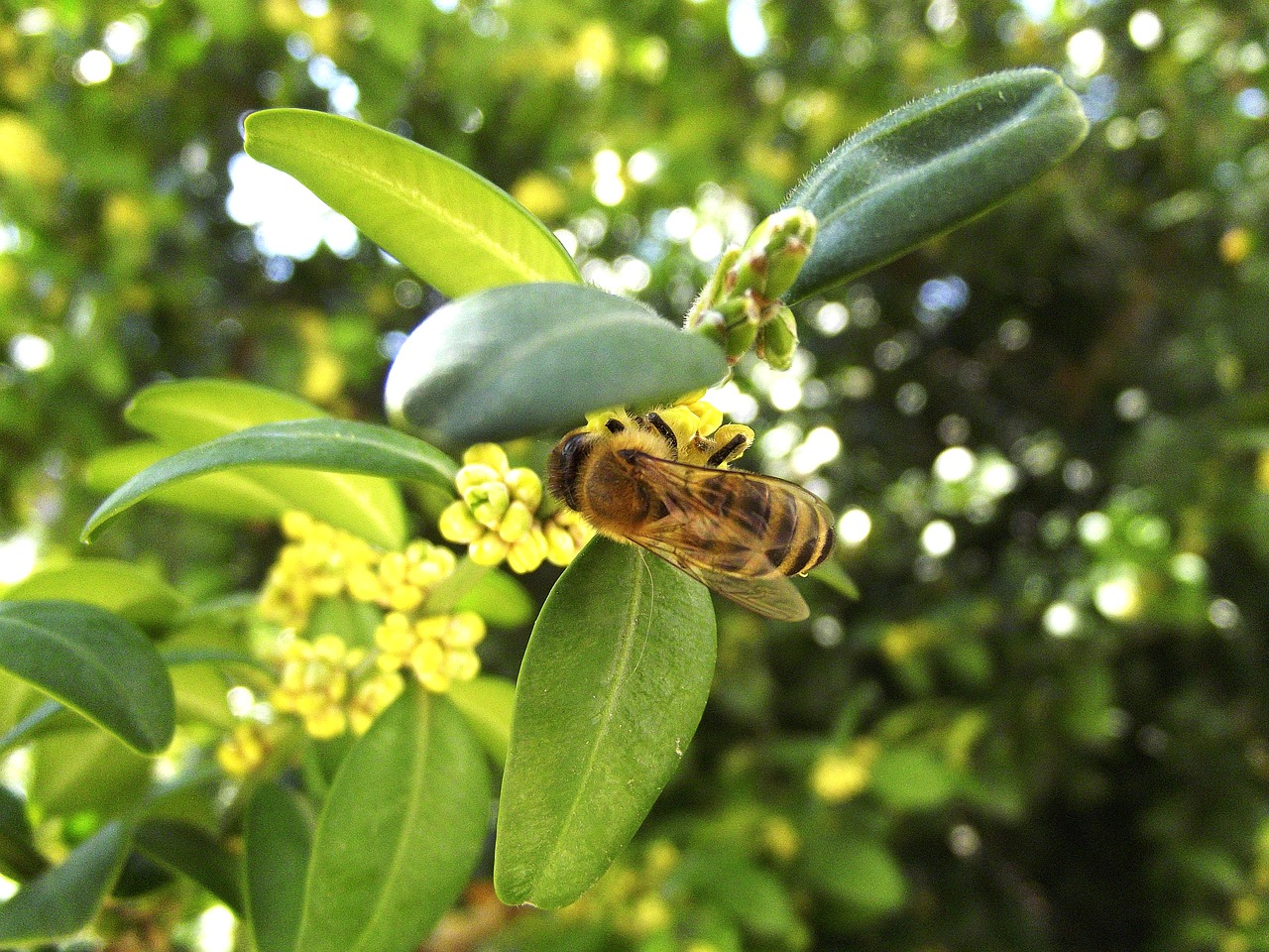 bee spring pollen free photo