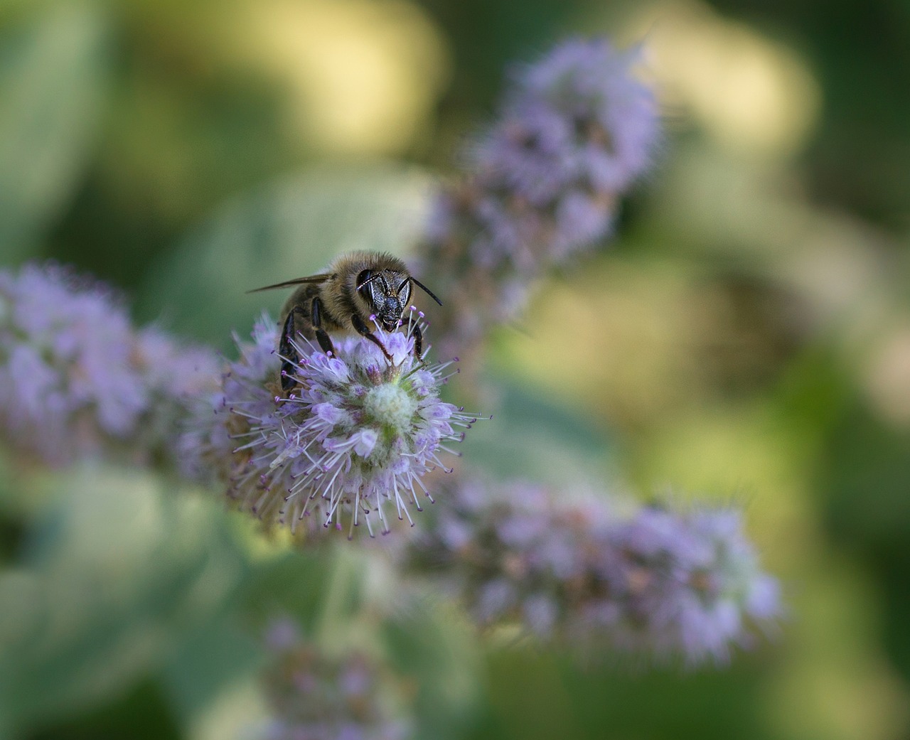 bee forest nature free photo