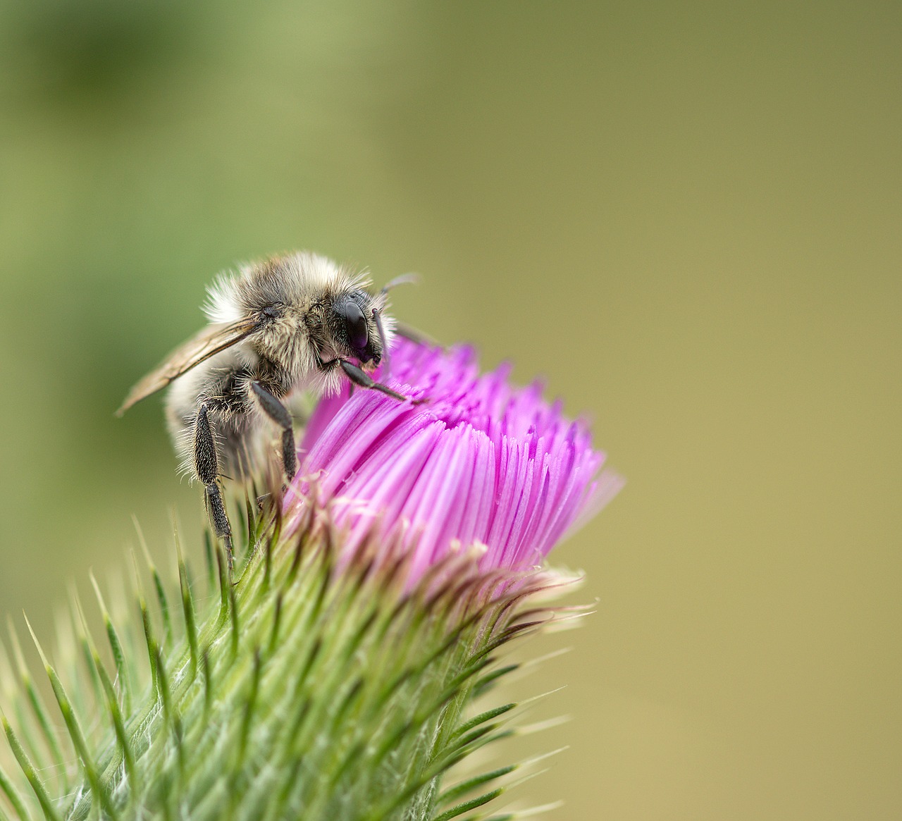 bee thistle rest free photo