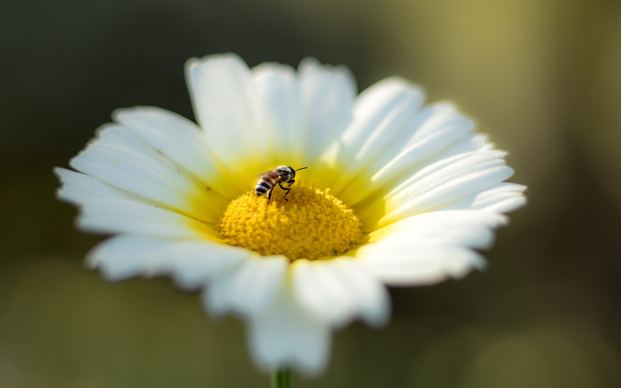 bee flower white free photo