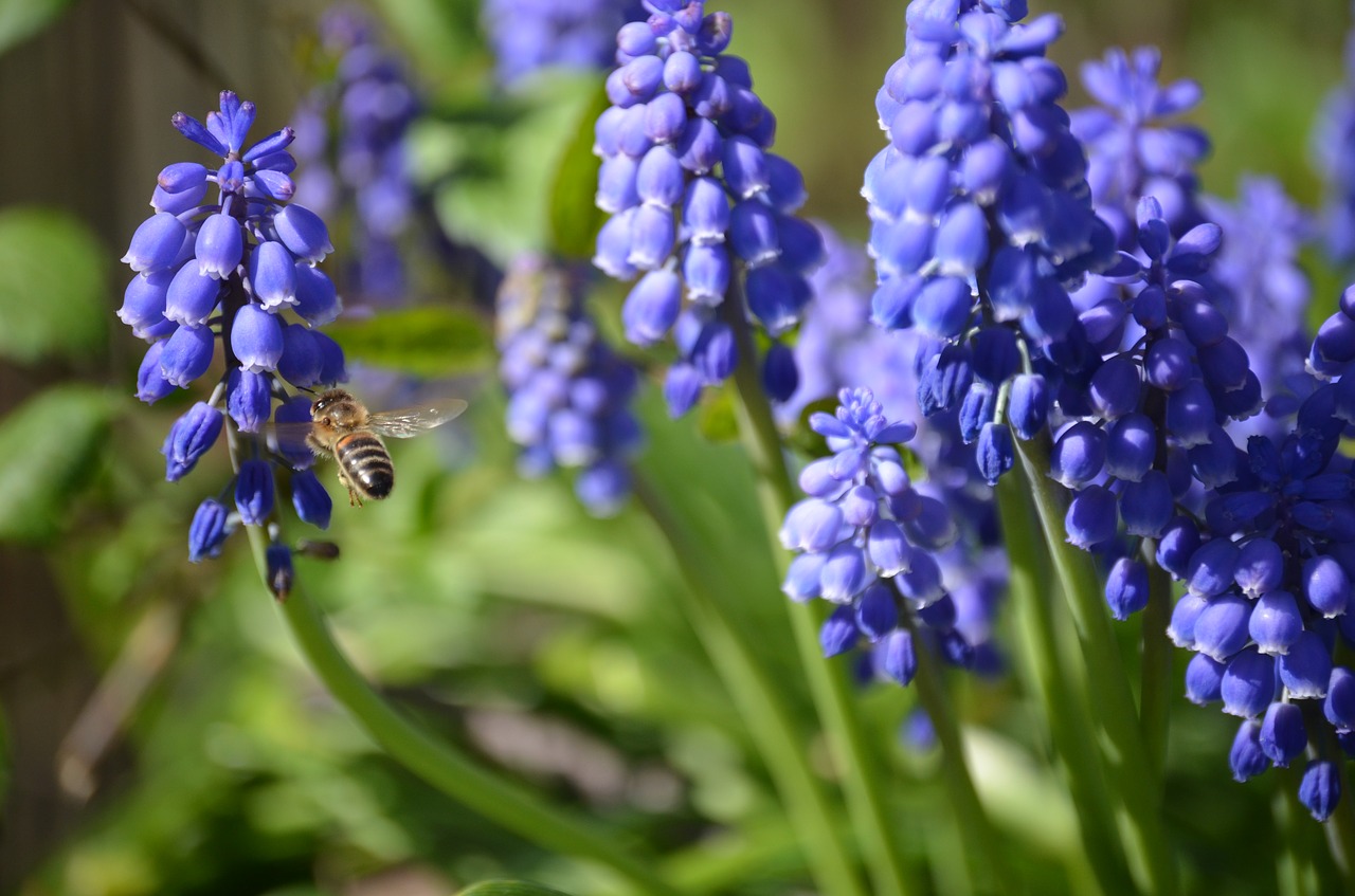 bee flower purple free photo