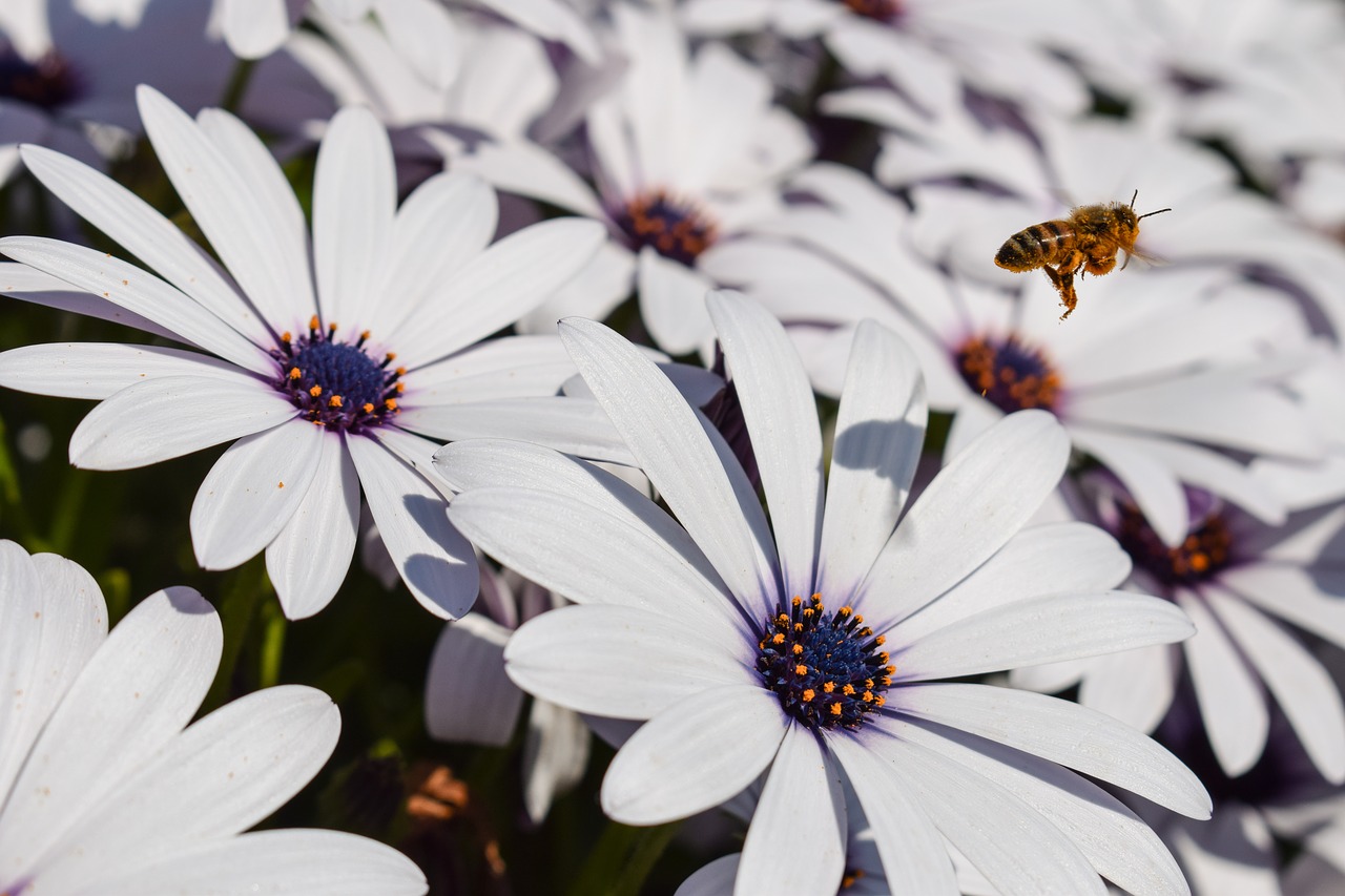 bee flowers nature free photo