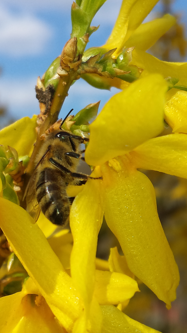 bee spring forsythia free photo