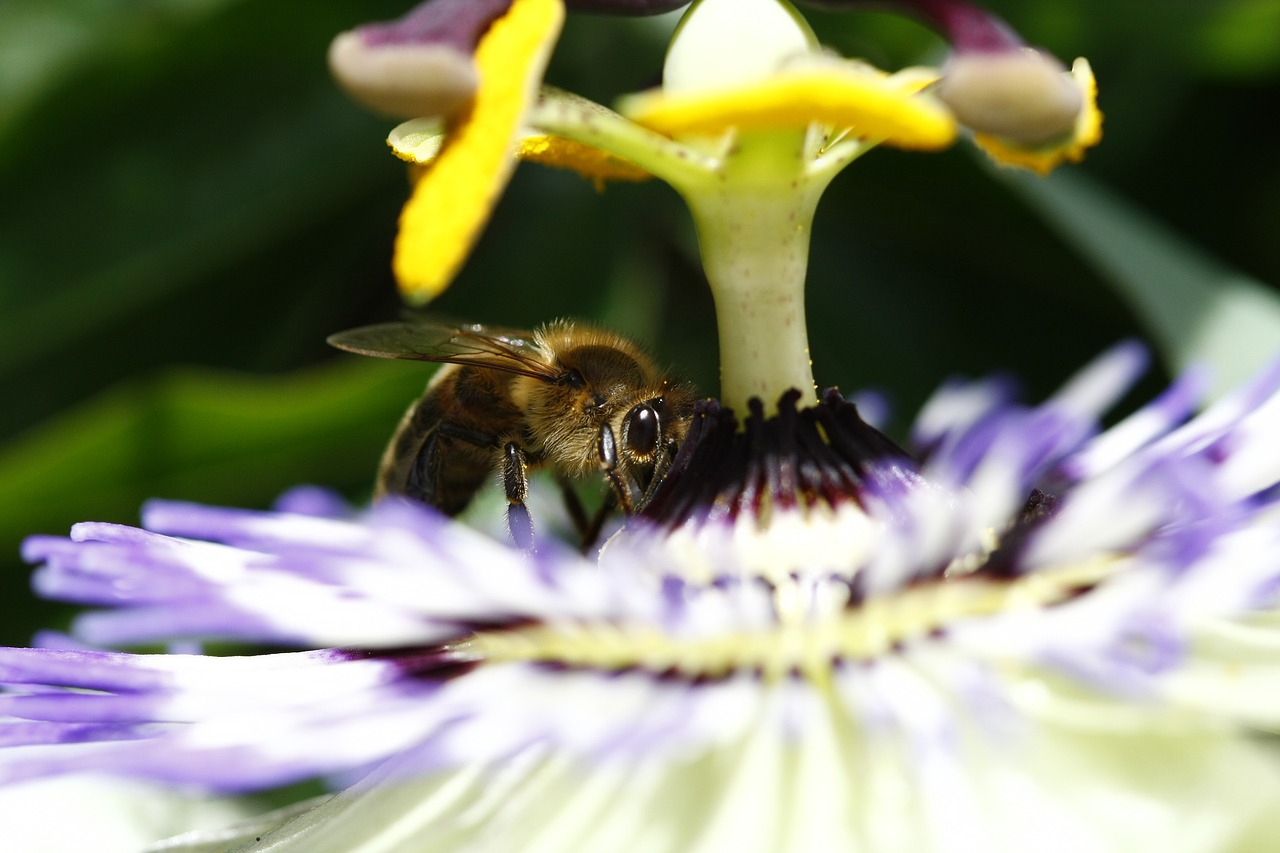 bee polin flower free photo
