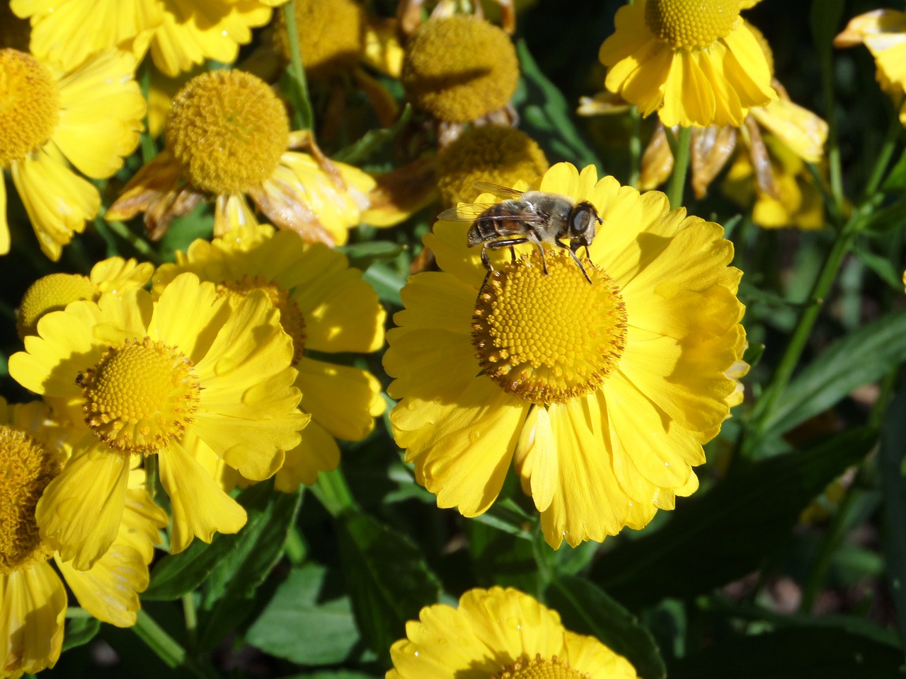 bee flower yellow free photo