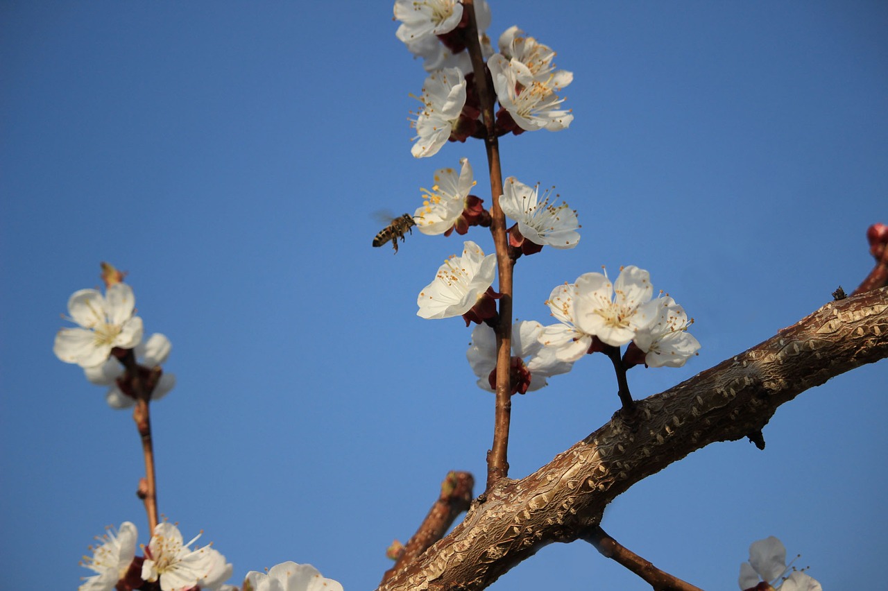 bee honey spring free photo