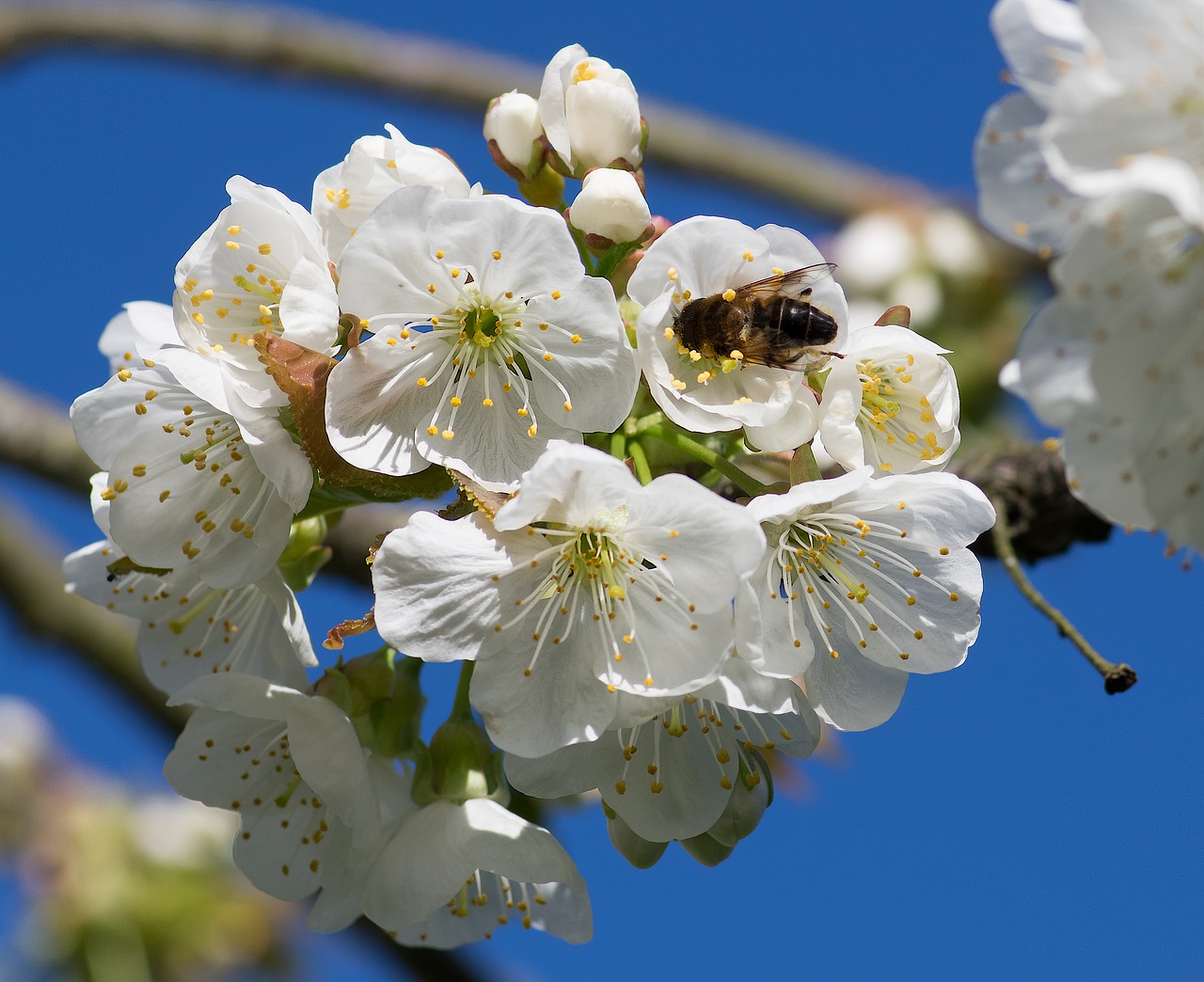 bee pollinator cherry free photo