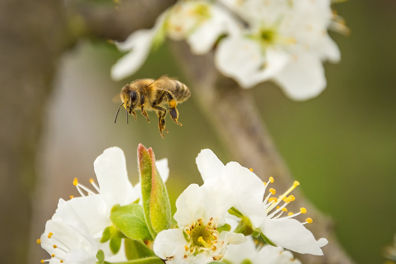 bee honey bee blossom free photo