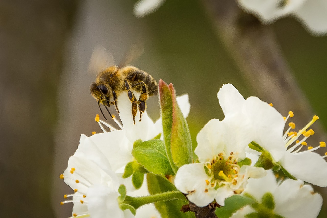 bee honey bee blossom free photo