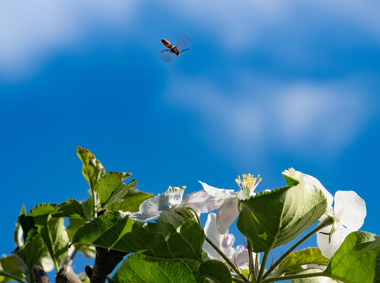 bee blossom bloom free photo