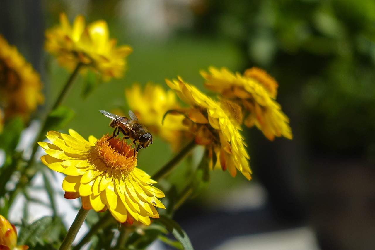 bee yellow insect free photo