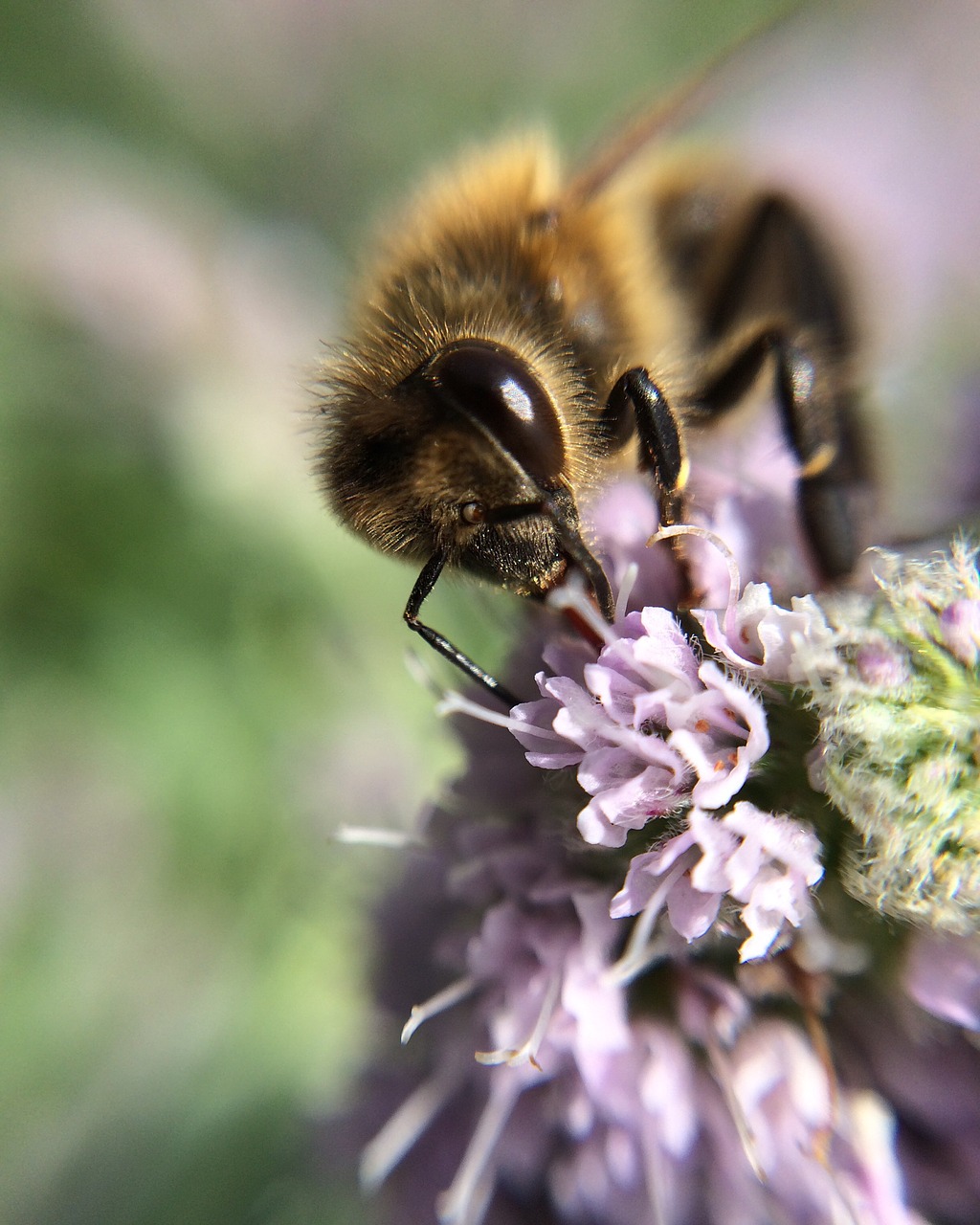 bee flower purple free photo