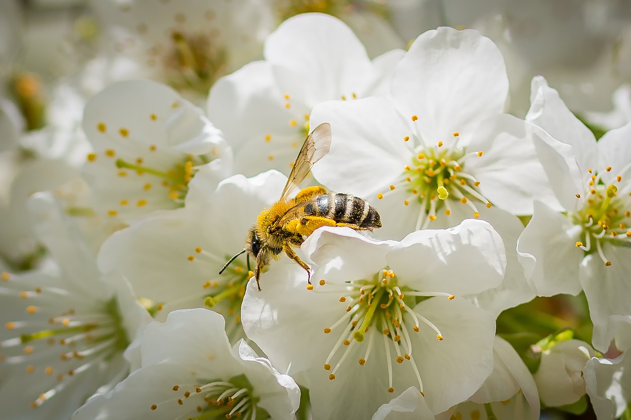 bee cherry blossom spring free photo