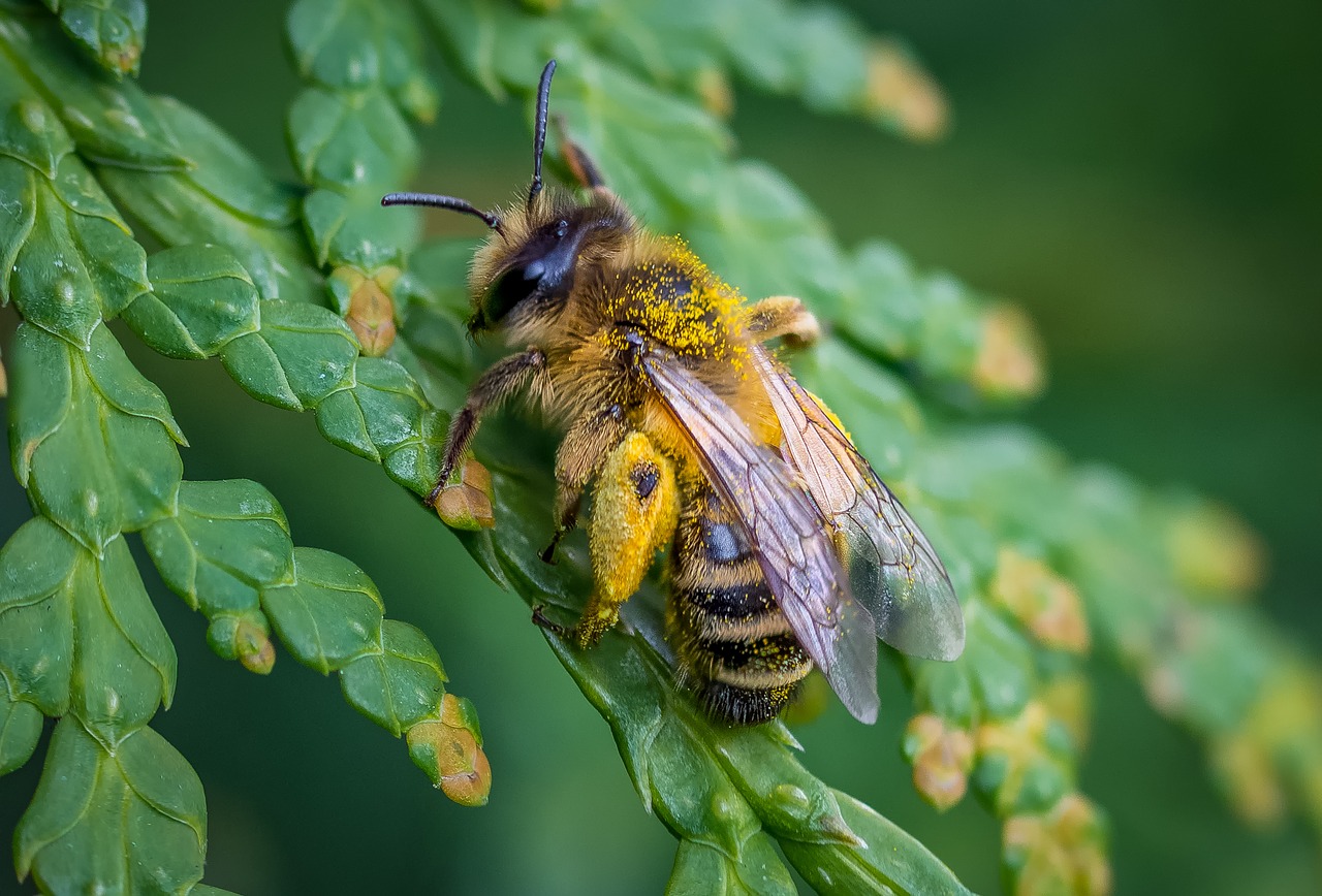 bee spring nature free photo