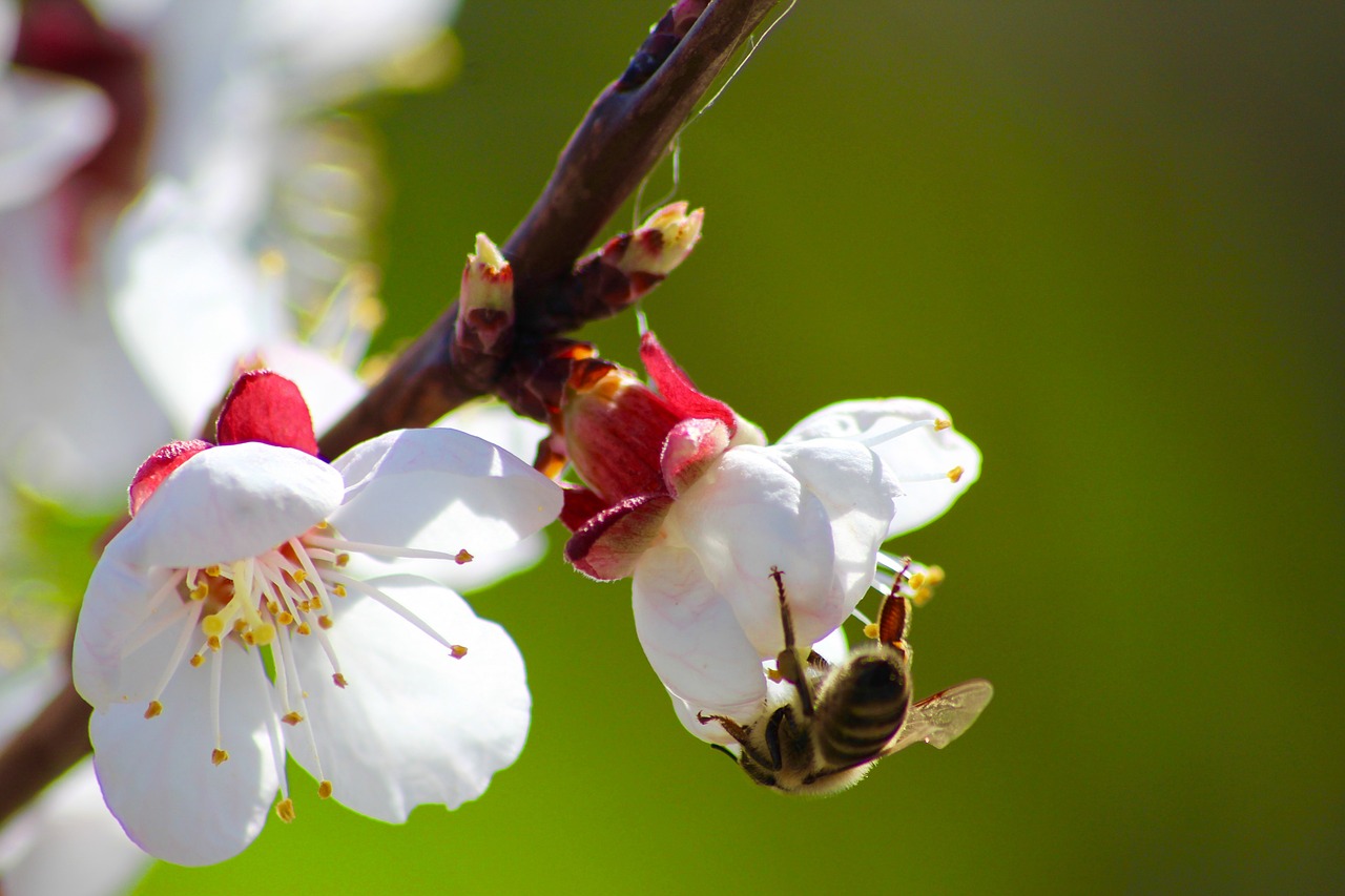 bee flower green free photo