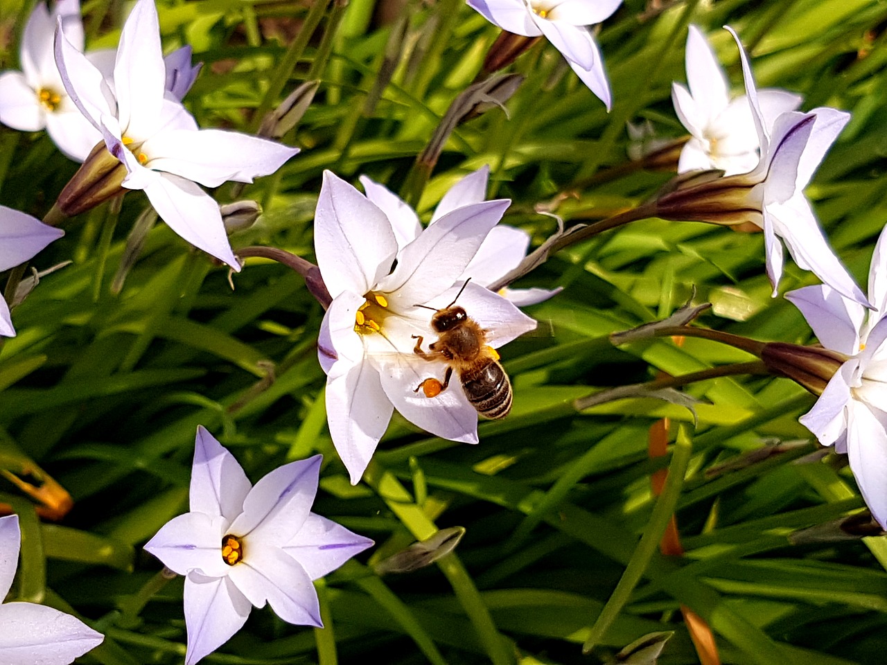 bee flower purple free photo