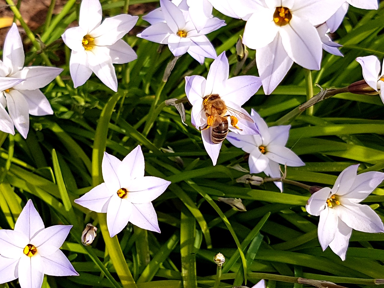 bee garden flowers free photo