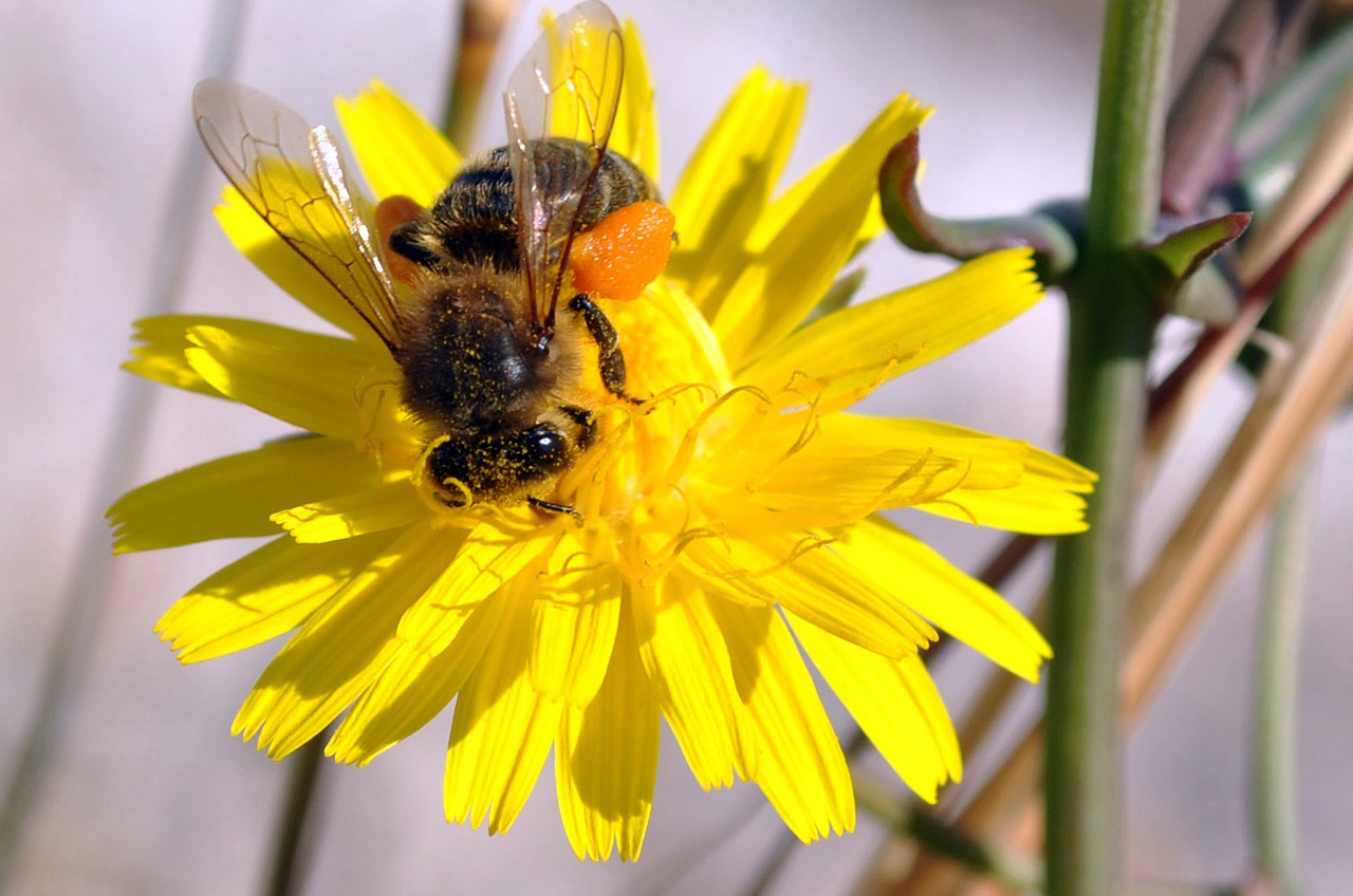 bee flower pollen free photo