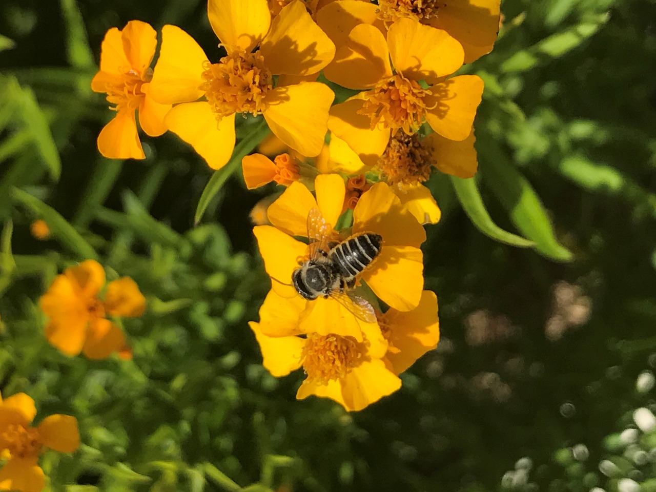 bee flower spring free photo