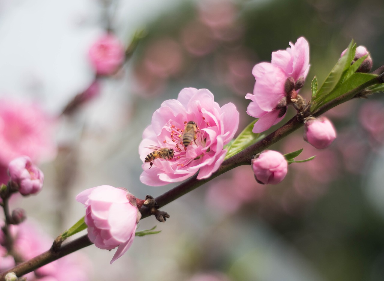 bee plum blossom collecting nectar free photo
